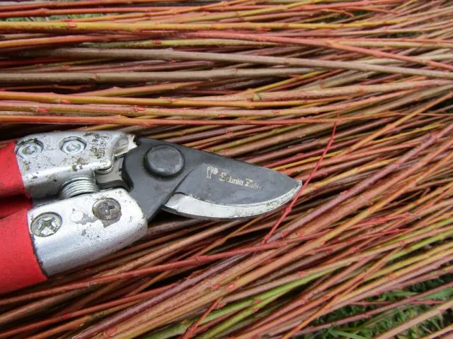 Brins Osier Vannerie