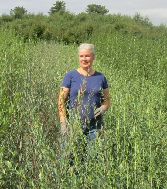Osiericultrice en France