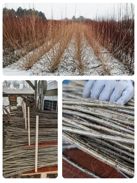 Oseraie sous la neige et osier sur l'échelle de tri