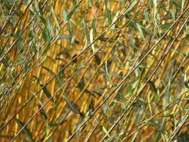 Brins Osier Vivant Bio en France