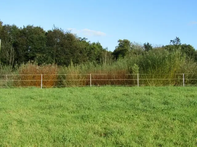 Oseraie les différentes couleurs des saules