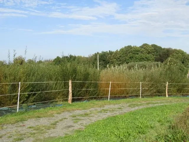 Oseraie : différentes variétés d'osier vivant