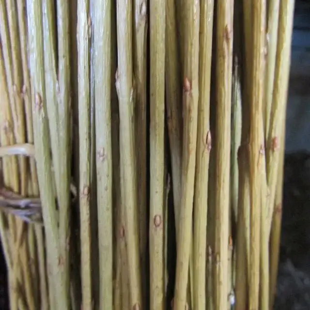 Osier Brut brins vert clair