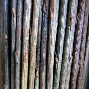 Osier brut brins couleur vert-violacé